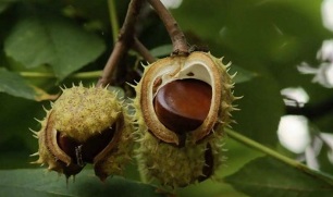 o uso de castanhas para o tratamento de prostatite