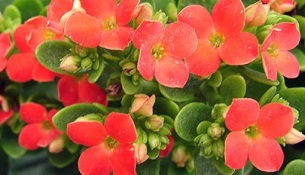 Kalanchoe para o tratamento de prostatite crônica
