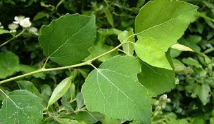 aspen para o tratamento de prostatite crônica