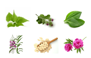 plantas para prostatite